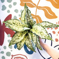 Aglaonema ‘White Kiwi' - Chinese Evergreen - Sprouts of Bristol