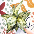 Aglaonema ‘White Kiwi' - Chinese Evergreen - Sprouts of Bristol