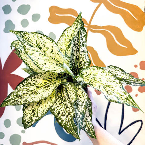 Aglaonema ‘White Kiwi' - Chinese Evergreen - Sprouts of Bristol