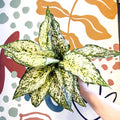 Aglaonema ‘White Kiwi' - Chinese Evergreen - Sprouts of Bristol