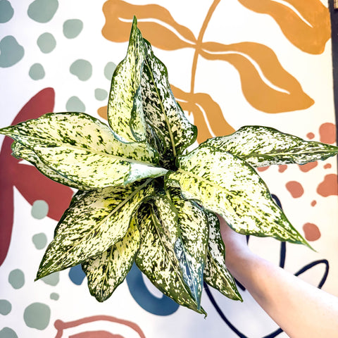 Aglaonema ‘White Kiwi' - Chinese Evergreen - Sprouts of Bristol