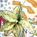 Aglaonema ‘White Kiwi' - Chinese Evergreen - Sprouts of Bristol