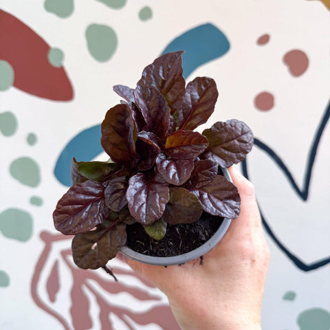 Ajuga reptans 'Braunherz' - British Grown - Sprouts of Bristol