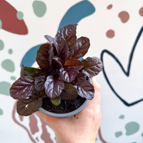 Ajuga reptans 'Braunherz' - British Grown - Sprouts of Bristol