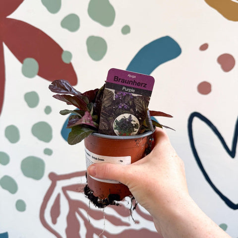 Ajuga reptans 'Braunherz' - British Grown - Sprouts of Bristol