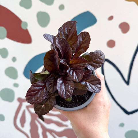 Ajuga reptans 'Braunherz' - British Grown - Sprouts of Bristol