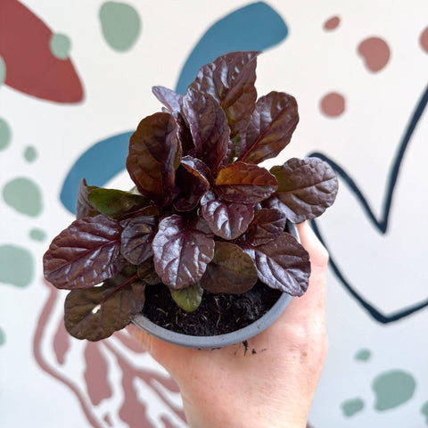 Ajuga reptans 'Braunherz' - British Grown - Sprouts of Bristol