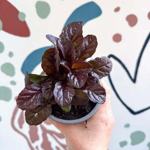Ajuga reptans 'Braunherz' - British Grown - Sprouts of Bristol