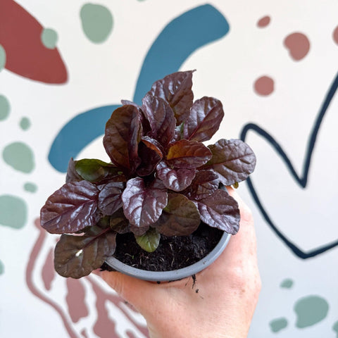 Ajuga reptans 'Braunherz' - British Grown - Sprouts of Bristol
