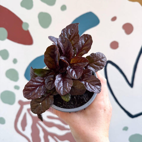 Ajuga reptans 'Braunherz' - British Grown - Sprouts of Bristol