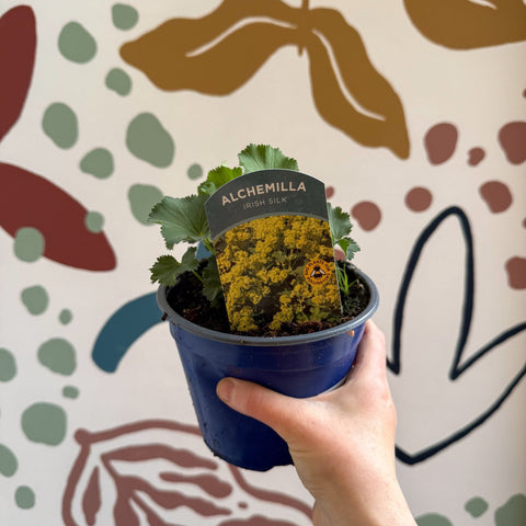 Alchemilla mollis ‘Irish Silk’ - Lady's Mantle - British Grown Herbaceous Perennial - Sprouts of Bristol