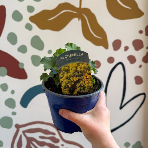 Alchemilla mollis ‘Irish Silk’ - Lady's Mantle - British Grown Herbaceous Perennial - Sprouts of Bristol