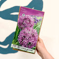 Allium cristophii – Star of Persia Bulbs – Pack of 6 - Sprouts of Bristol