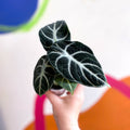 Alocasia baginda 'Ninja' - Sprouts of Bristol