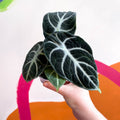 Alocasia baginda 'Ninja' - Sprouts of Bristol