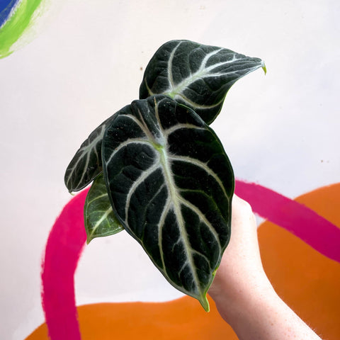 Alocasia baginda 'Ninja' - Sprouts of Bristol