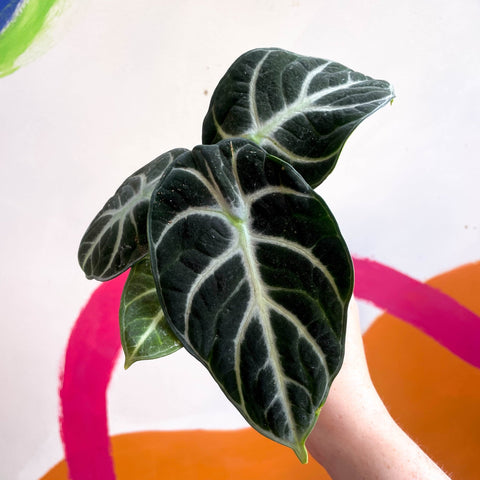 Alocasia baginda 'Ninja' - Sprouts of Bristol