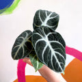 Alocasia baginda 'Ninja' - Sprouts of Bristol