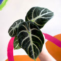 Alocasia baginda 'Ninja' - Sprouts of Bristol