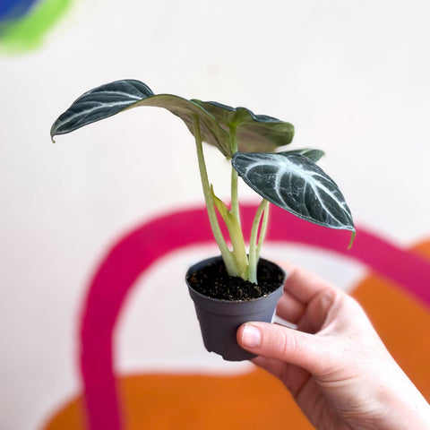 Alocasia baginda 'Ninja' - Sprouts of Bristol