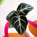 Alocasia baginda 'Ninja' - Sprouts of Bristol