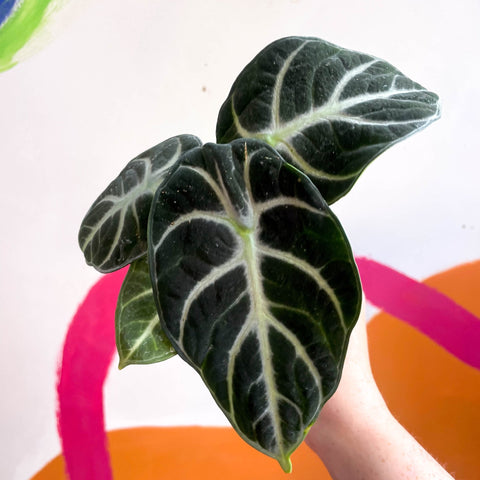 Alocasia baginda 'Ninja' - Sprouts of Bristol