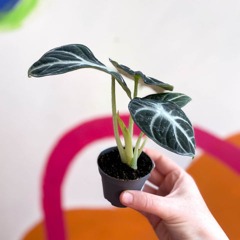 Alocasia baginda 'Ninja' - Sprouts of Bristol