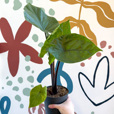 black elephant ear plant uk Alocasia 'Black Cobra' – Black Jewel Elephant Ear – Sprouts of Bristol