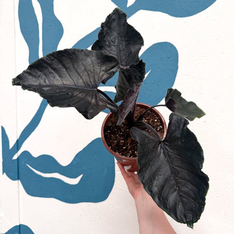 Alocasia chienlii 'Antoro Velvet' - Sprouts of Bristol