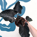 Alocasia chienlii 'Antoro Velvet' - Sprouts of Bristol