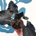 Alocasia chienlii 'Antoro Velvet' - Sprouts of Bristol