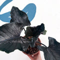 Alocasia chienlii 'Antoro Velvet' - Sprouts of Bristol