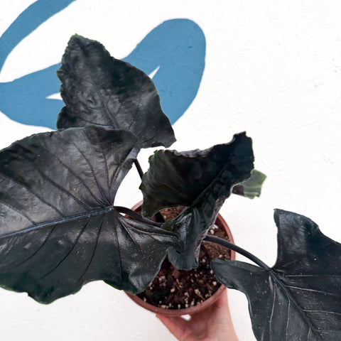 Alocasia chienlii 'Antoro Velvet' - Sprouts of Bristol