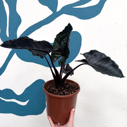 Alocasia chienlii 'Antoro Velvet' - Sprouts of Bristol