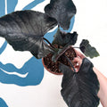Alocasia chienlii 'Antoro Velvet' - Sprouts of Bristol