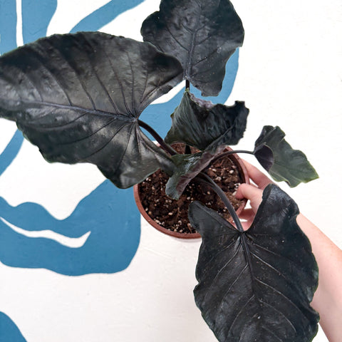 Alocasia chienlii 'Antoro Velvet' - Sprouts of Bristol