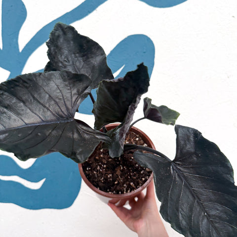 Alocasia chienlii 'Antoro Velvet' - Sprouts of Bristol
