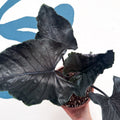 Alocasia chienlii 'Antoro Velvet' - Sprouts of Bristol