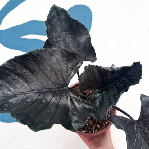 Alocasia chienlii 'Antoro Velvet' - Sprouts of Bristol