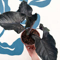 Alocasia chienlii 'Antoro Velvet' - Sprouts of Bristol