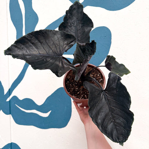 Alocasia chienlii 'Antoro Velvet' - Sprouts of Bristol