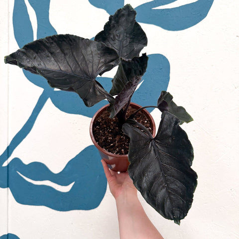 Alocasia chienlii 'Antoro Velvet' - Sprouts of Bristol