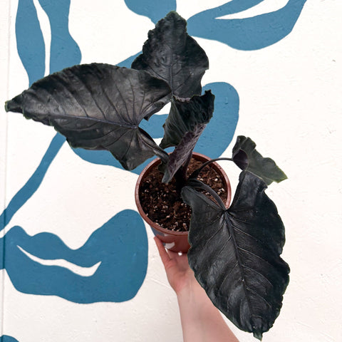 Alocasia chienlii 'Antoro Velvet' - Sprouts of Bristol