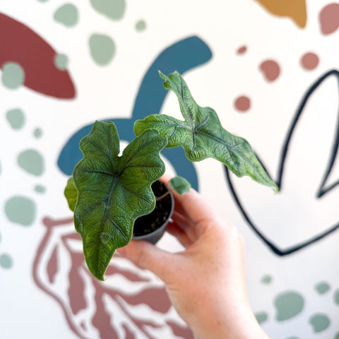 Alocasia 'Jacklyn' - Sprouts of Bristol