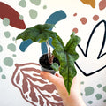 Alocasia 'Jacklyn' - Sprouts of Bristol