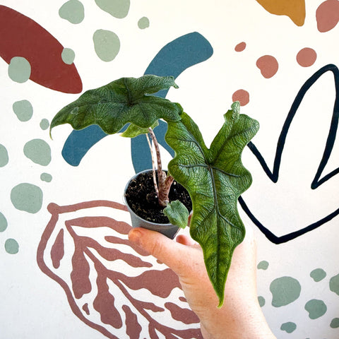 Alocasia 'Jacklyn' - Sprouts of Bristol