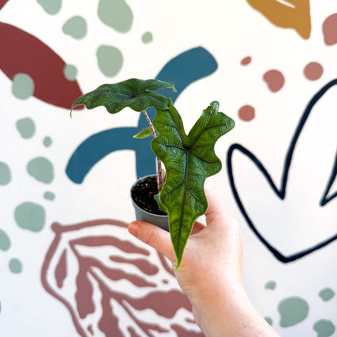 Alocasia 'Jacklyn' - Sprouts of Bristol