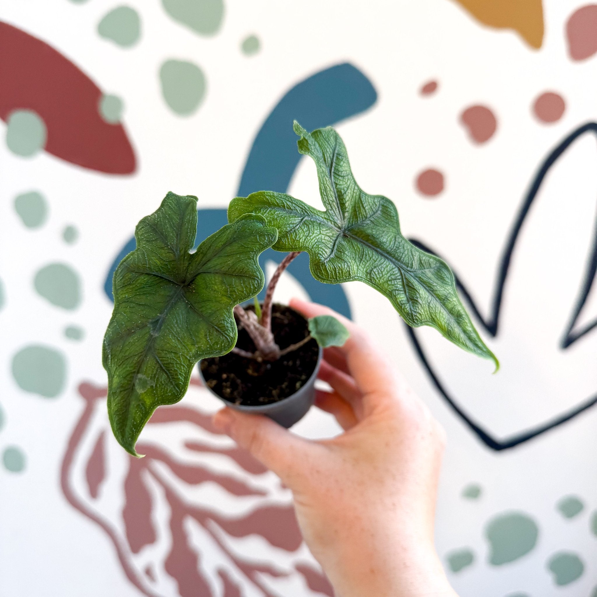 Alocasia 'Jacklyn' – Sprouts of Bristol