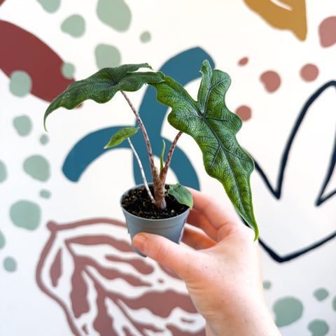 Alocasia 'Jacklyn' - Sprouts of Bristol