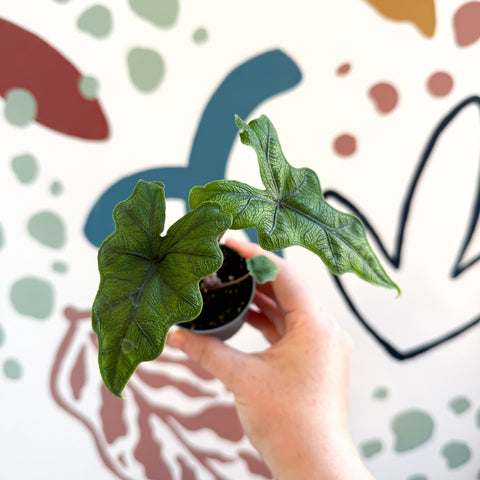 Alocasia 'Jacklyn' - Sprouts of Bristol